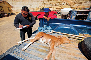 Navajo Nation Animal Control officer Joe Begay Jr. takes a report from Clifford Chee on a newborn calf that was killed by a pack of dogs near Cottonwood, Ari. on Thursday. Livestock loss due to hungry, roaming dogs is a near daily problem for animal control officers on the reservation. © 2011 Gallup Independent / Brian Leddy